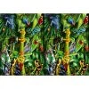 Ravensburger Puzzle 35 Piece Amazing Amphibians